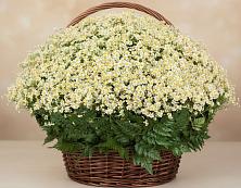 Цветочная композиция из Ромашки в корзине #REPLACE_PRED# Троицкой Республики Ингушетия