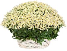 Цветочная композиция из Ромашки в корзине #REPLACE_PRED# Троицкой Республики Ингушетия